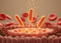 Gut Bacterium Prevotella copri Worsens Iron Overload in β-Thalassemia by Activating JAK/STAT Pathway