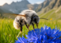 Rare Caucasian bee found in Europe after 148 years, buzzing for its favourite flowers