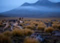 Free-Roaming Dogs Are Attacking Ecuador's Most Endangered Andean Animals