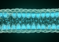 SLC26 Anion Exchangers Mapped as Key Drivers of Intestinal Oxalate Transport in Human Gut Cells
