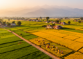 Bayesian model maps climate shocks on Nepal's Terai cereal yields