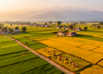 Bayesian model maps climate shocks on Nepal's Terai cereal yields