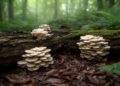 Four New Wood-Decay Fungi Uncovered in East China's Forests