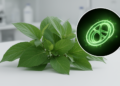 Chloroplast Genomes of Ten Blumea Species Reveal Conserved Structure and Adaptive Evolution