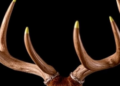 Deer Antler Velvet Draws Scientific Scrutiny as Regenerative Super-Ingredient