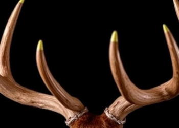 Deer Antler Velvet Draws Scientific Scrutiny as Regenerative Super-Ingredient