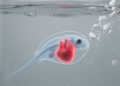 Dolutegravir Disrupts Heart Development in Zebrafish Embryos, Study Finds