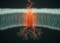 Copper Transporter CTR1 Acts as Signaling Organizer, Not Just Importer