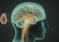 Brain Wiring Shifts Seen in Lung Cancer Patients With Depressive Symptoms