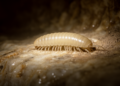 New Millipede Species Found in Nevada Cave Reveals Ancient Pacific Northwest Legacy