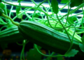 Cucumber Rotations Rewire Underground Bacterial Networks, Study Finds