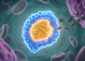 TRIP13 shields a key metabolic enzyme from destruction, helping colorectal cancer adapt and resist chemotherapy