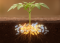 Bacillus Strain Compatibility Shapes Synthetic Communities, Rhizosphere Microbiome and Tomato Growth