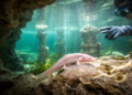 Hidden Catfish of Mexico's Biosphere Reserve Reveal Surprising Reproductive Secrets