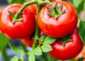 Beneficial Bacteria Shield Tomatoes from Canker While Boosting Plant Growth