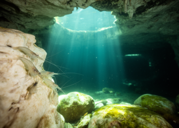 Stable isotopes reveal how blind cave shrimps anchor Yucatan anchialine food webs