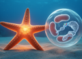 Spherical Starfish Reveals First Mitochondrial Gene Shuffle in Starfish Evolution