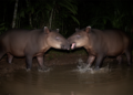 Baird's Tapirs Caught on Camera in Brutal Fights and Secret Whistles at Mexican Watering Holes