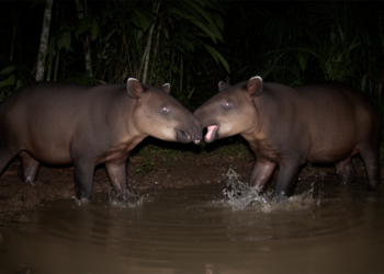 Baird's Tapirs Caught on Camera in Brutal Fights and Secret Whistles at Mexican Watering Holes