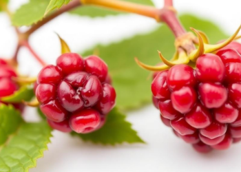 Wild European Red Raspberry Discovered in India for the First Time