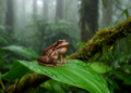 Two new bell-voiced frog species discovered in Madagascar's Ranomafana rainforest