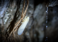 Blind, Wingless and Living on Cave Roots: Brazil's New Planthopper Is the First of Its Kind in the Americas