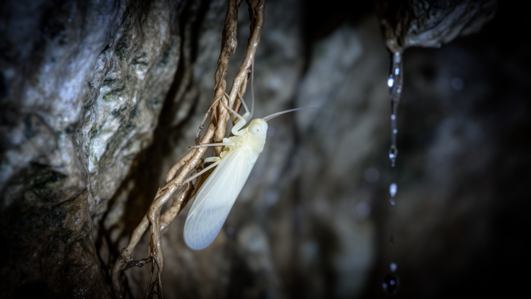Blind, Wingless and Living on Cave Roots: Brazil's New Planthopper Is the First of Its Kind in the Americas