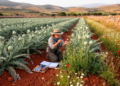Weeds of the artichoke patch: first full inventory of Sardinia's segetal flora