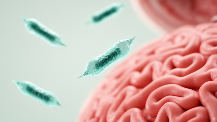 Oral bacterium Fusobacterium nucleatum and endometriosis: what the evidence really shows