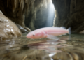 New cave loach species reveals how Asian monsoons sculpted freshwater life