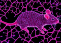 Gut Microbiome Maturation Tracked Protein by Protein in Developing Mice