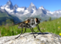 Enigmatic robber fly lost for decades rediscovered in the Swiss Alps