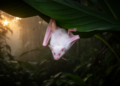 Rare White Bat Spotted in Belize Marks First Leucism Record for Its Entire Family