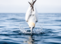 Built to Break the Surface: How Reinforced Vertebrae Save Diving Seabirds from Deadly Impact