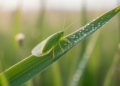 Leafhopper Mitochondrial Genomes Expose a Broken Genus