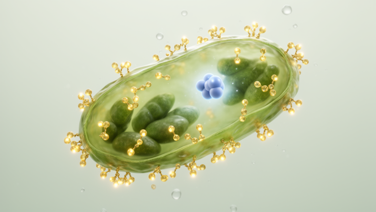 Sugar tags on proteins reveal how microalgae survive CO2 starvation