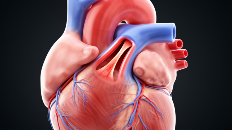 Hidden Coronary Artery Defect Triggered Cardiogenic Shock in a 10-Year-Old Boy After Exercise