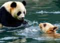 Giant pandas lose smell genes just like seals and whales, study finds