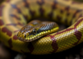 Hidden snake species found in Guangxi reveals unbelievable cryptic diversity