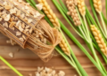 Feeding a flavonoid to trick flax roots into making more anticancer lignan