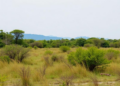 Bird surveys reveal which vegetation patches still keep Guatemala's coastal plain alive