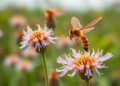 Invasive Milkweed Nectar Production Swings Wildly With Heat and Drought in Central Europe