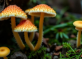 Three fungal genomes decoded in one run reveal secrets of a famous symbiosis