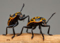 New Stink Bug Family Turns Up in Madagascar After 150 Years of Taxonomic Travels