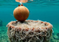 Coconut Shells and Hemp Fibers Tested as Concrete Armor Against Underwater Abrasion